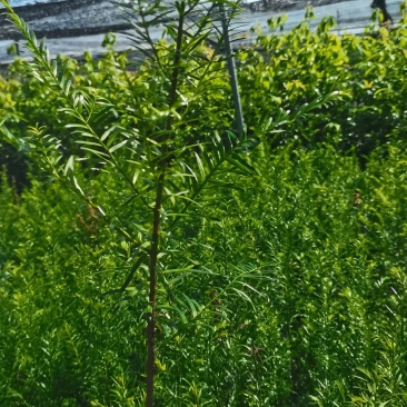 红豆杉杯苗，南方红豆杉，江西红豆杉基地，自产自销
