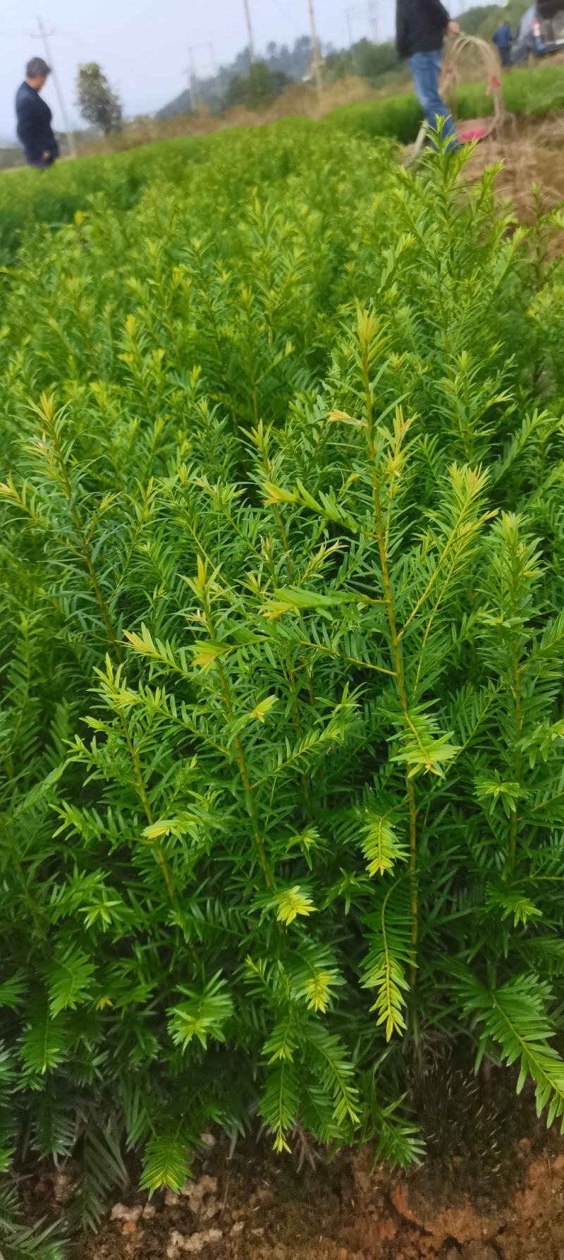红豆杉杯苗，南方红豆杉，江西红豆杉基地，自产自销