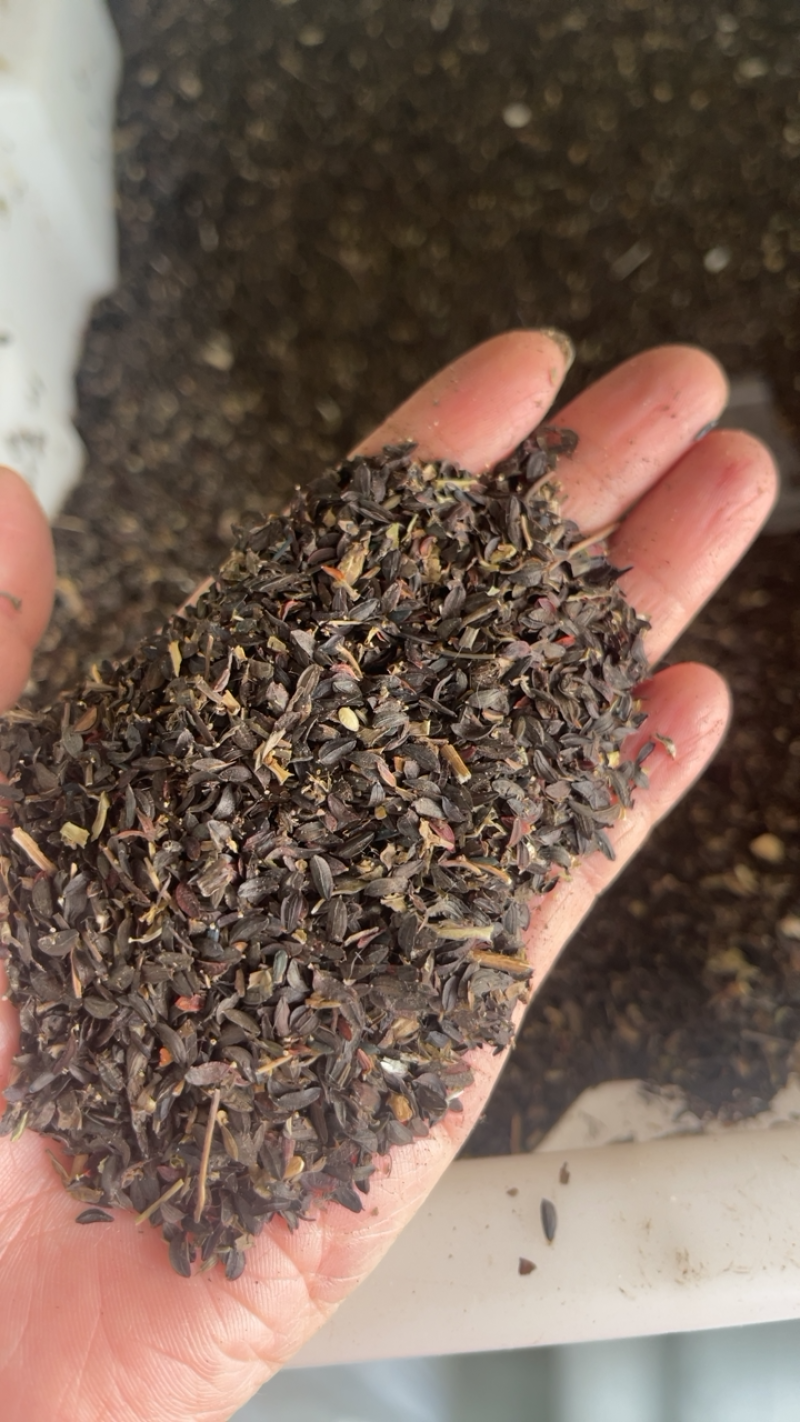 苦荬菜种子鹅菜增进畜禽食欲猪鸡鸭鹅兔牛羊牧草种子