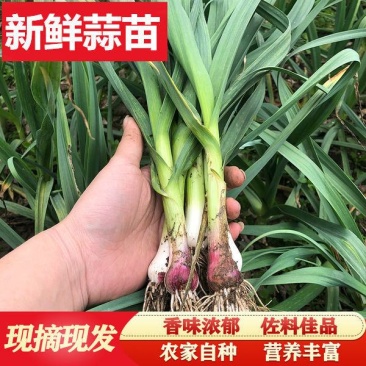蒜苗,红根蒜苗,水洗蒜苗,产地直发全国发货专业的力量