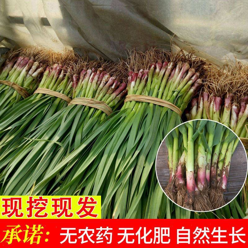 蒜苗，红根蒜苗，水洗蒜苗，产地直发全国发货专业的力量