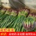 红根蒜苗基地四六瓣产地直供保质保量一手货源,