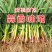 红根蒜苗基地四六瓣产地直供保质保量一手货源,