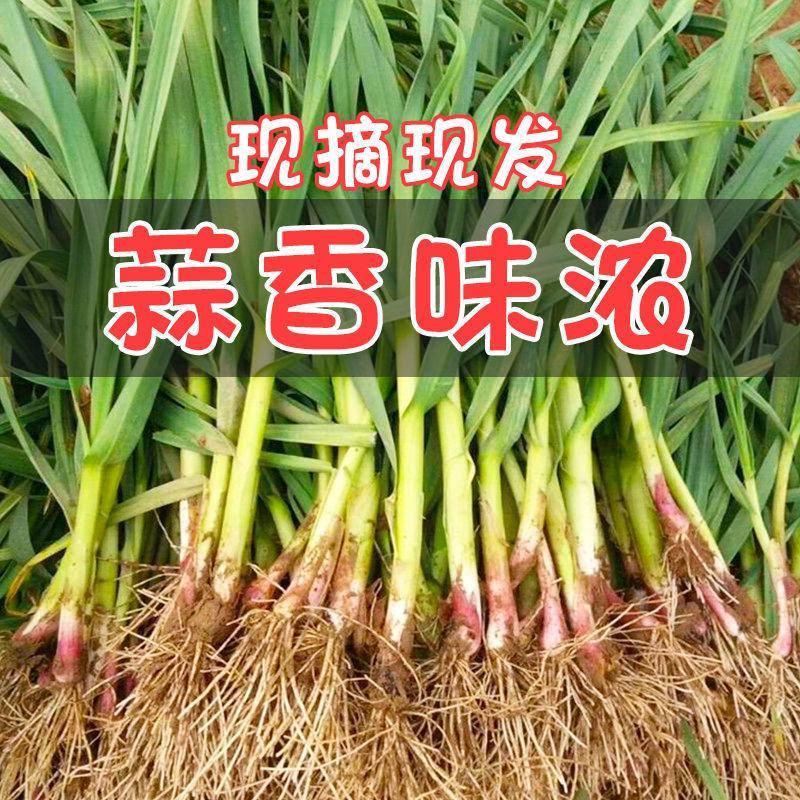 红根蒜苗基地四六瓣产地直供保质保量一手货源，