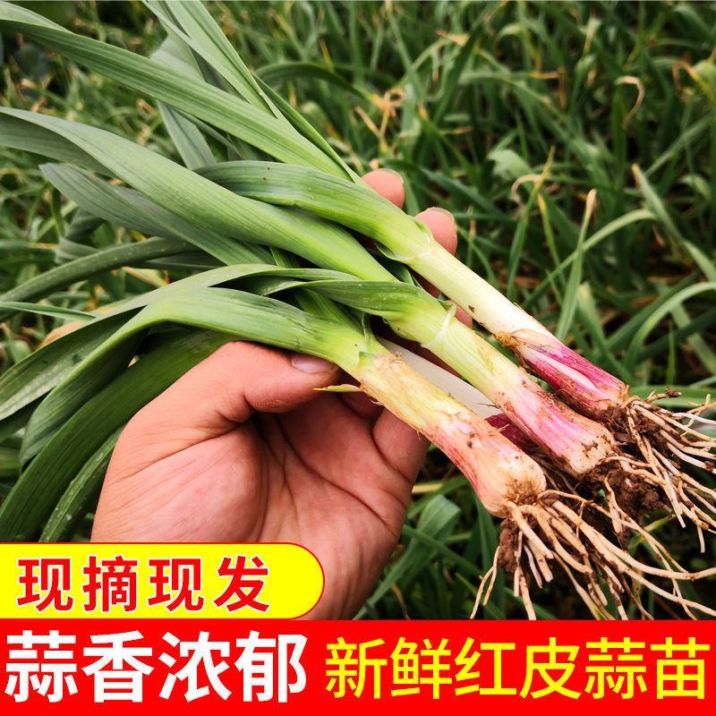 红根蒜苗基地四六瓣产地直供保质保量一手货源，