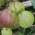 灯笼果苗，长年批发各种灯笼果苗，结大果的灯笼果苗，红加仑