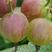 灯笼果苗，长年批发各种灯笼果苗，结大果的灯笼果苗，红加仑