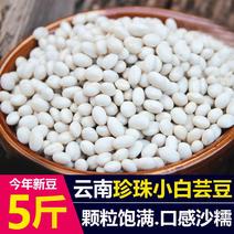 新货云南珍珠豆小白豆5斤农家自种小白芸豆炖肉煲汤豆类杂粮