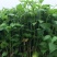 高产串叶松香草种子多年生牧草猪牛羊鹅畜禽牧草籽营养丰