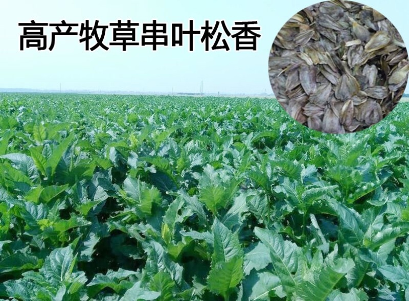 高产串叶松香草种子多年生牧草猪牛羊鹅畜禽牧草籽营养丰