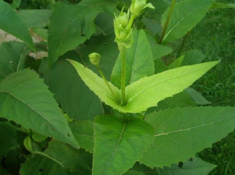 高产串叶松香草种子多年生牧草猪牛羊鹅畜禽牧草籽营养丰