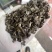 高产串叶松香草种子多年生牧草猪牛羊鹅畜禽牧草籽营养丰