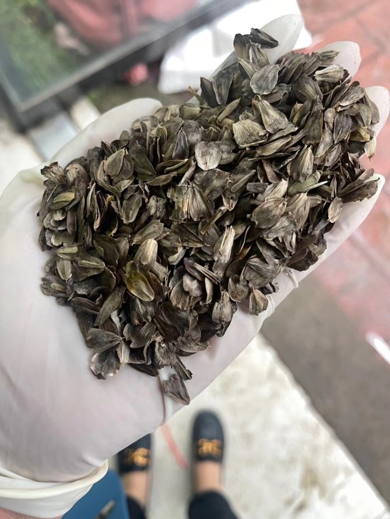 高产串叶松香草种子多年生牧草猪牛羊鹅畜禽牧草籽营养丰
