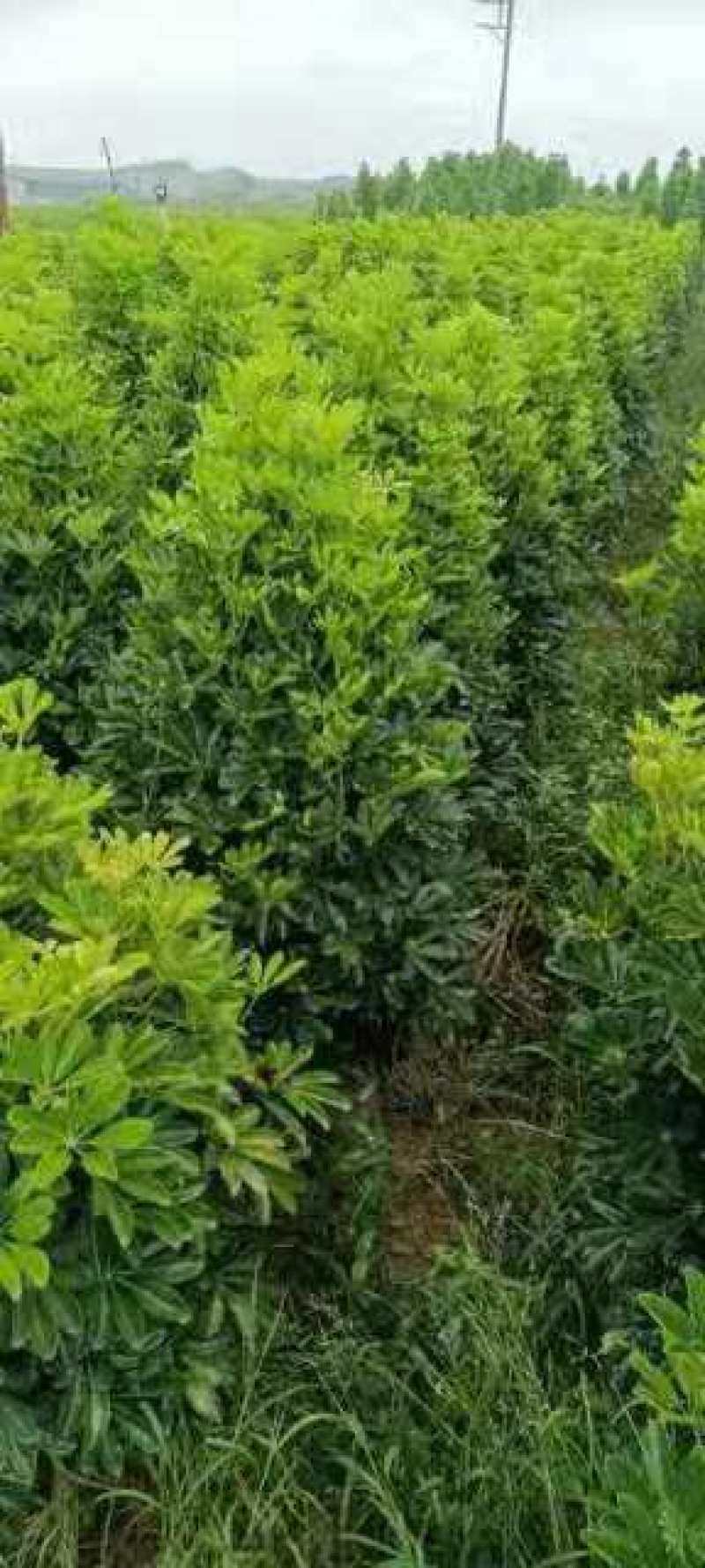 鸭脚木