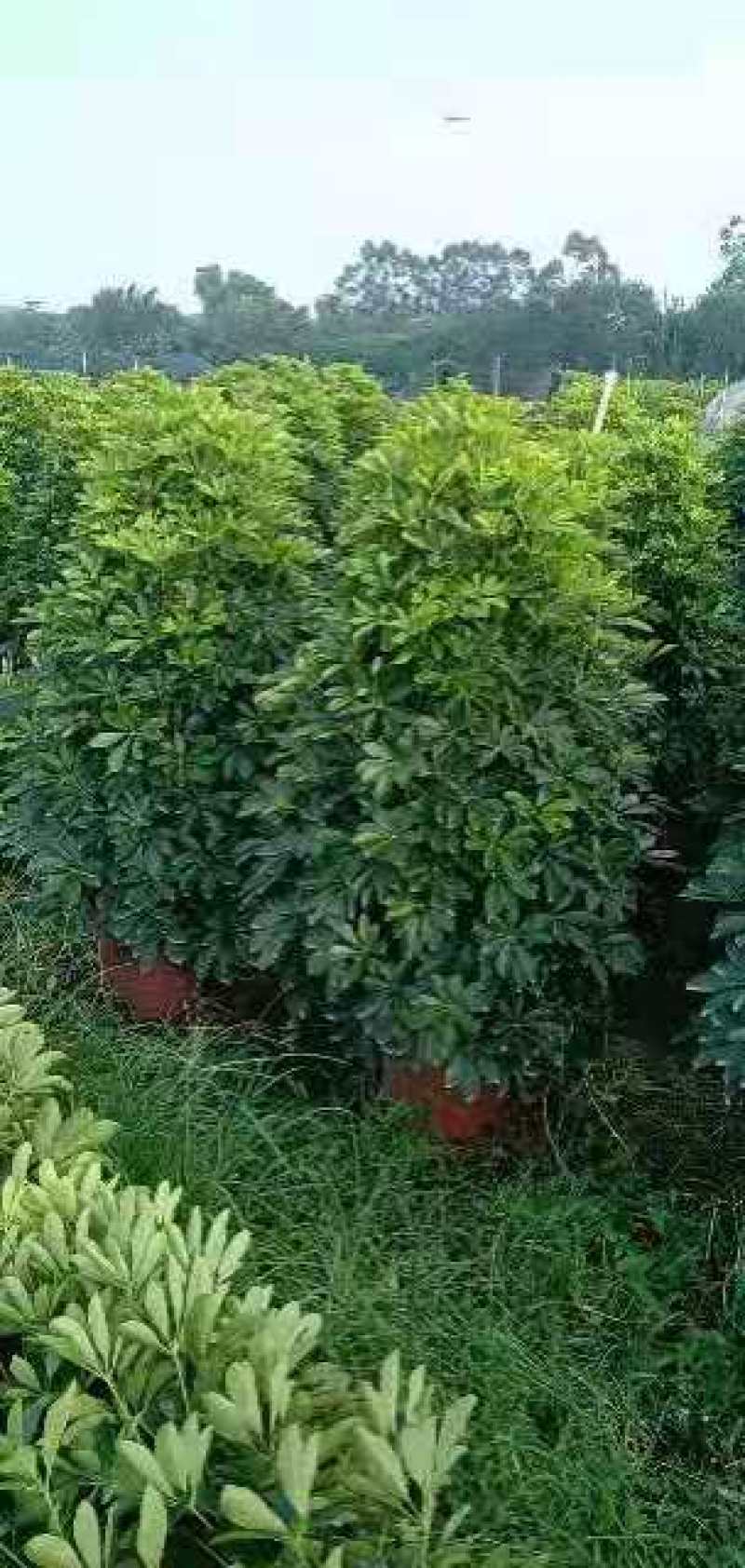 鸭脚木
