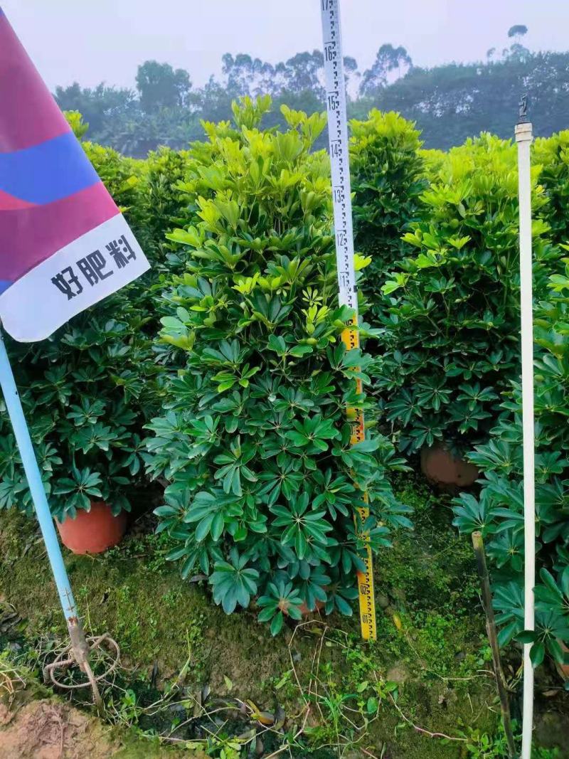 鸭脚木
