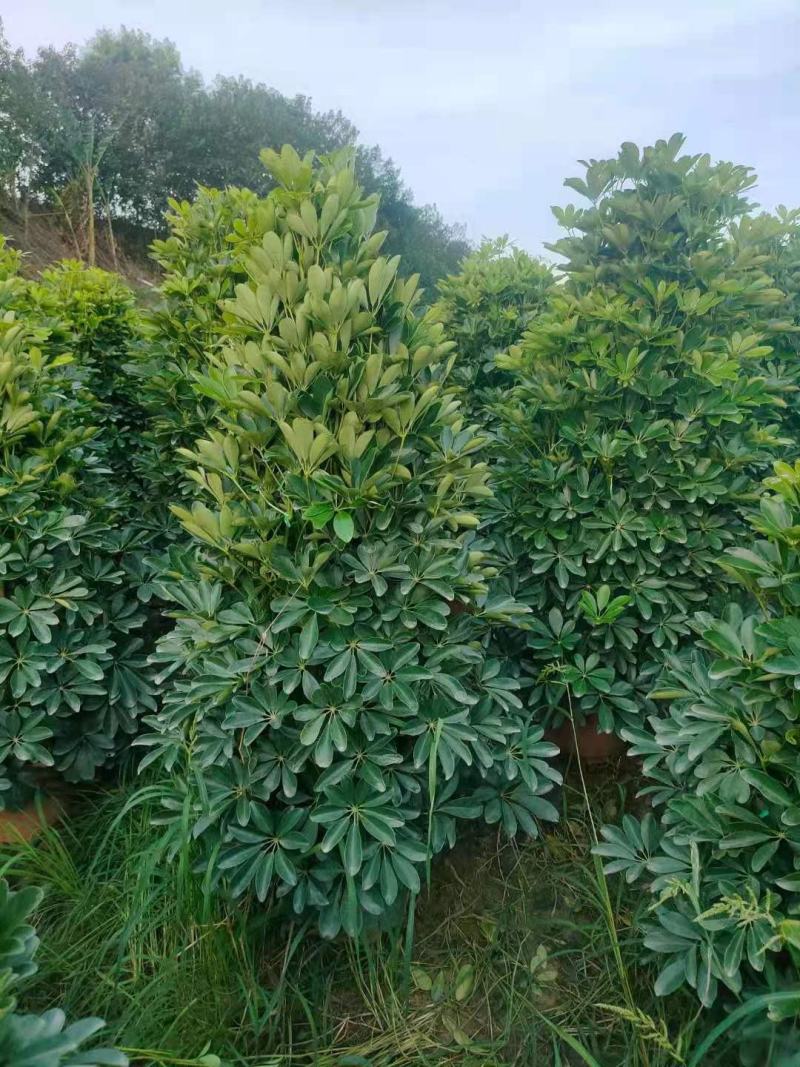 鸭脚木