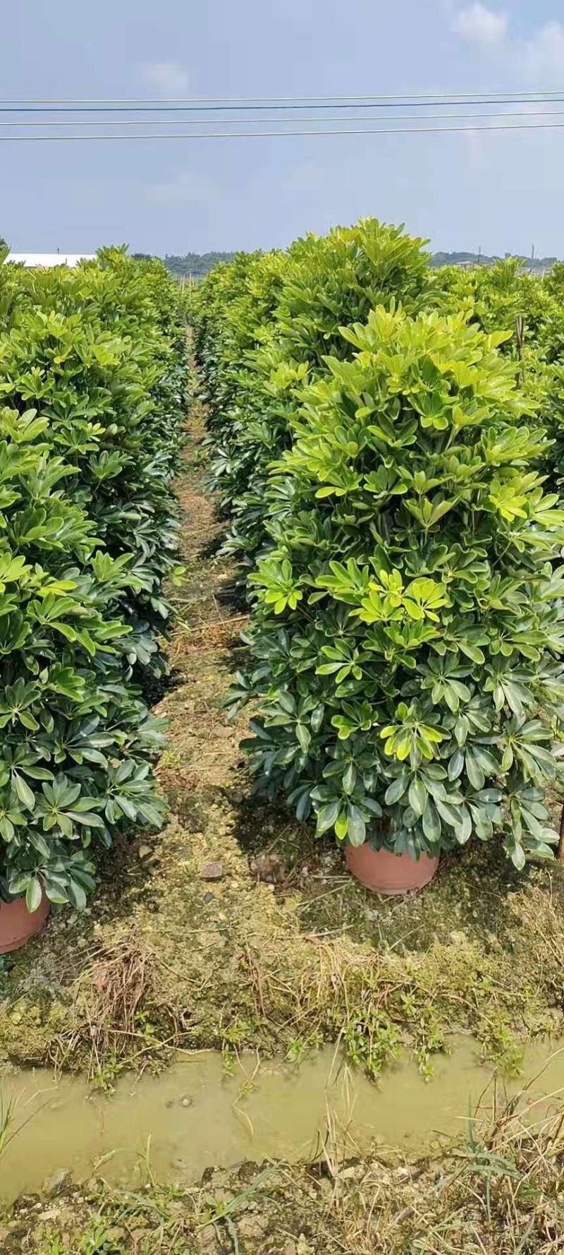 鸭脚木