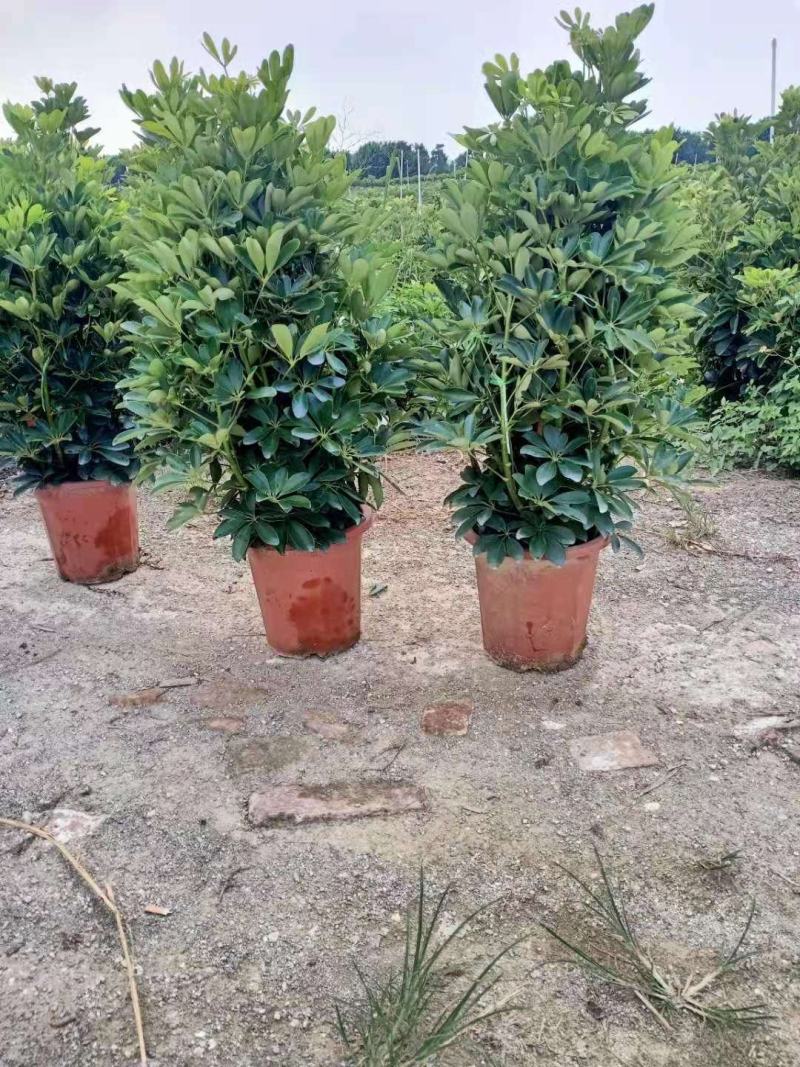 鸭脚木