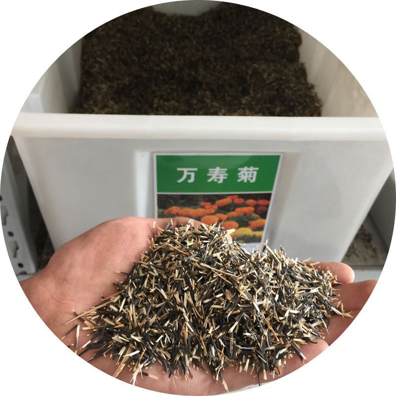 万寿菊花种子大花万寿菊种籽黄色橘红色公园别墅家庭花籽