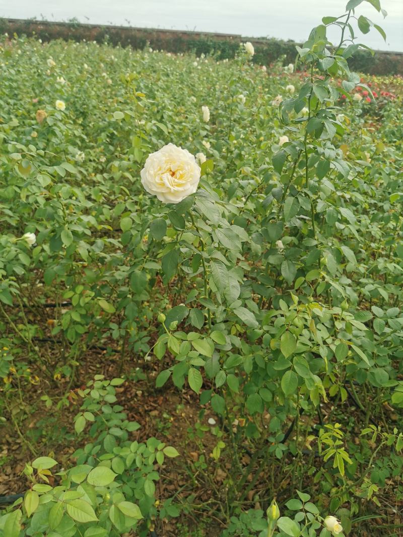 月季树状月季藤本月季大花月季丰花月季造型月季基地直供