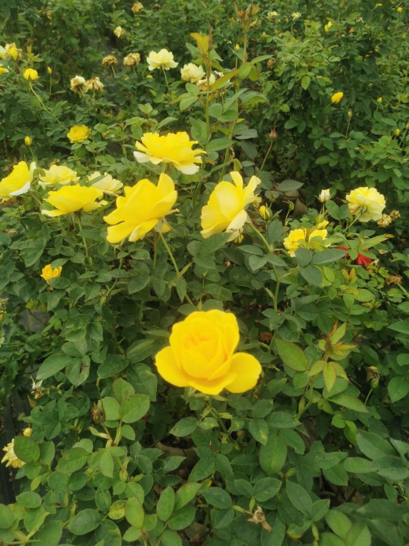 月季树状月季藤本月季大花月季丰花月季造型月季基地直供