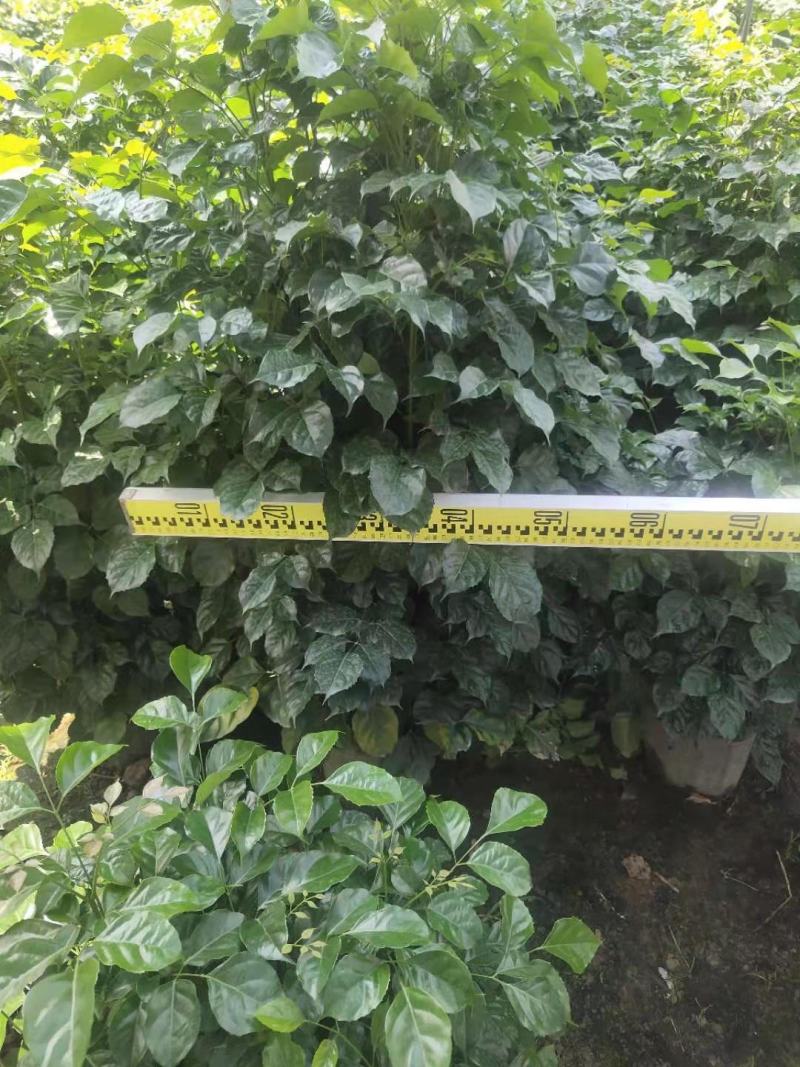 绿宝苹果树