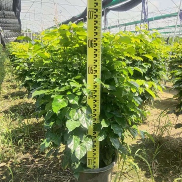 绿宝苹果树