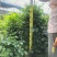 绿宝苹果树