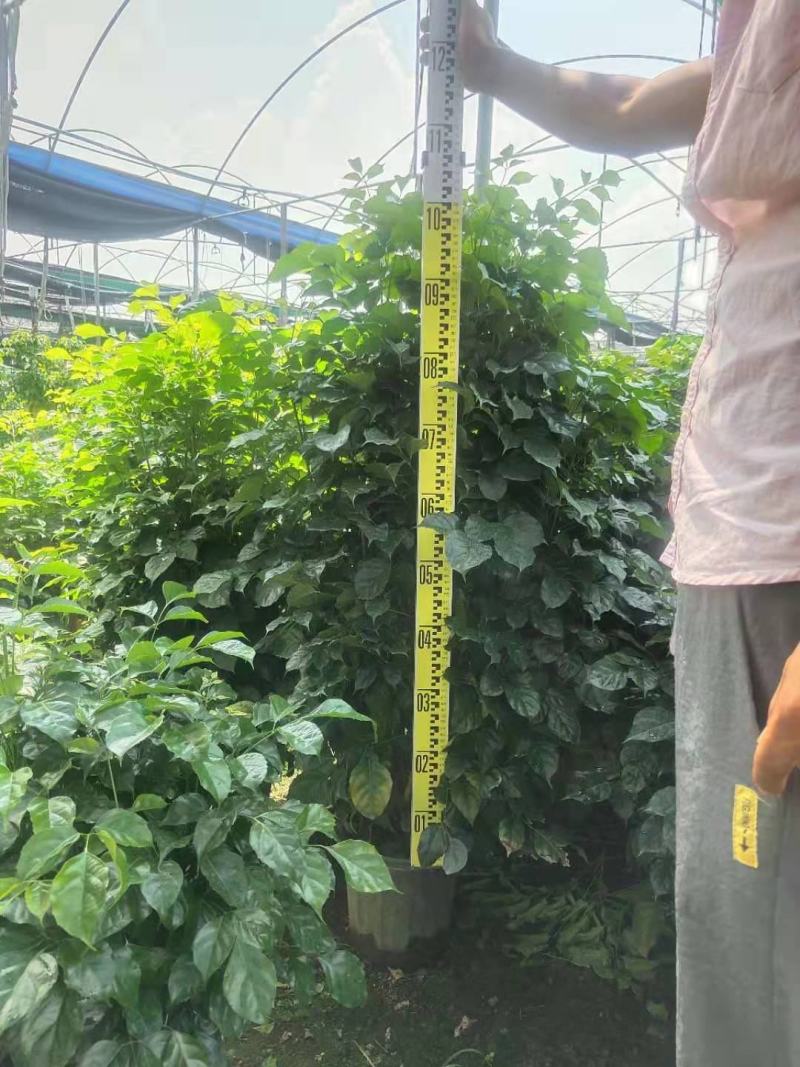 绿宝苹果树