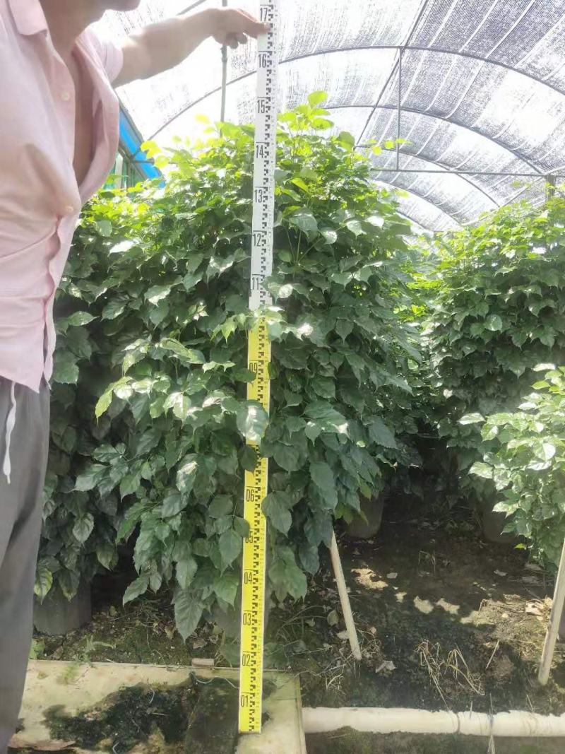 绿宝苹果树