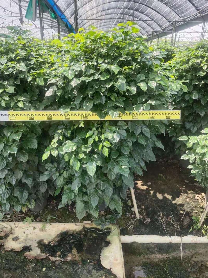 绿宝苹果树