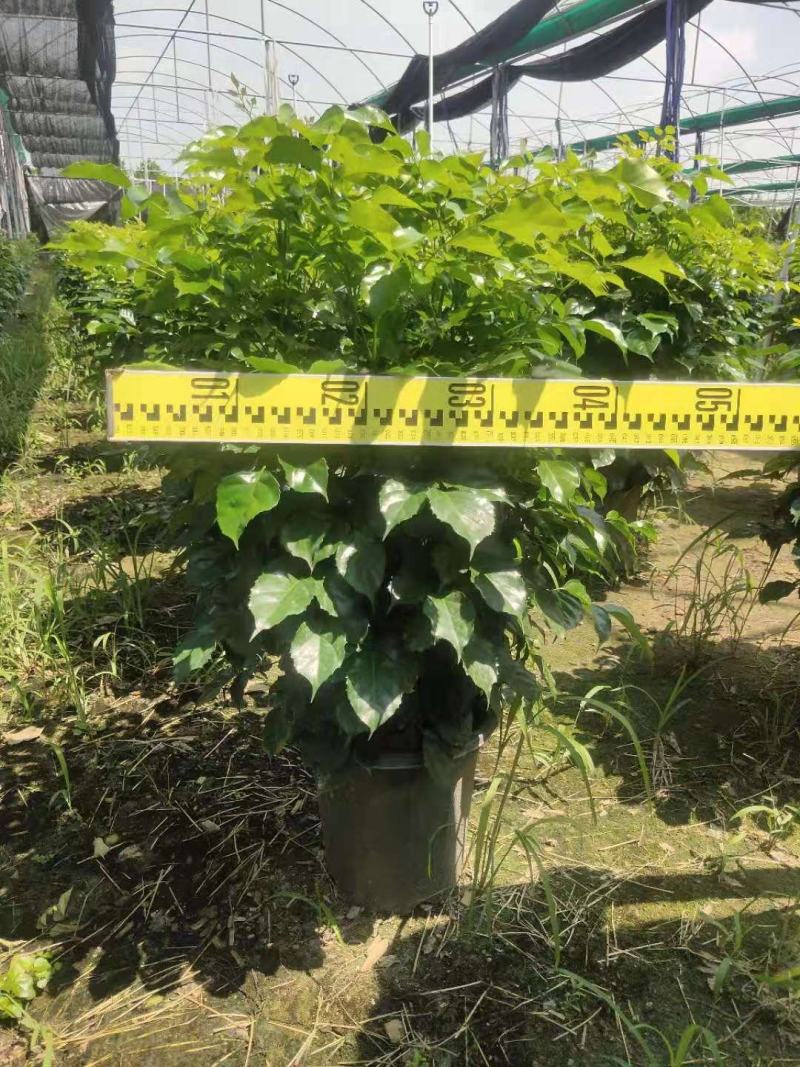 绿宝苹果树