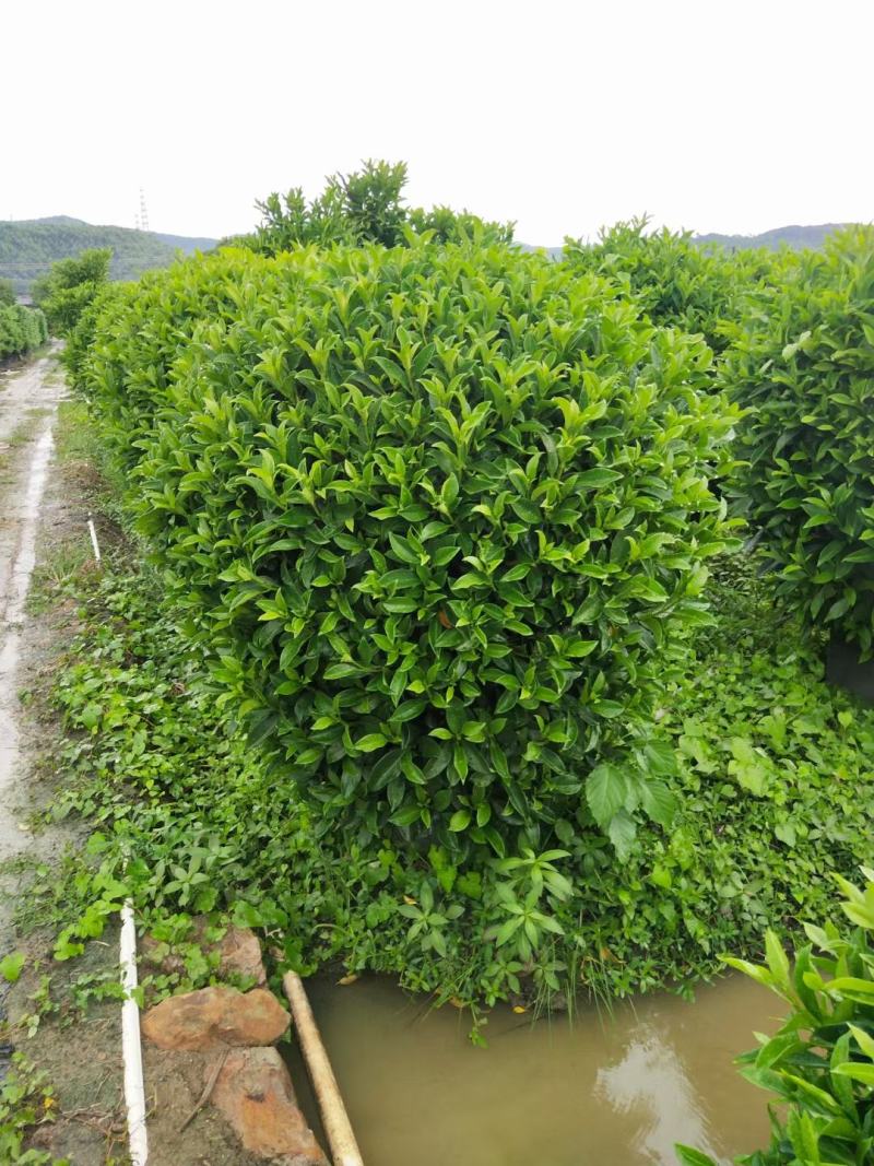 非洲茉莉