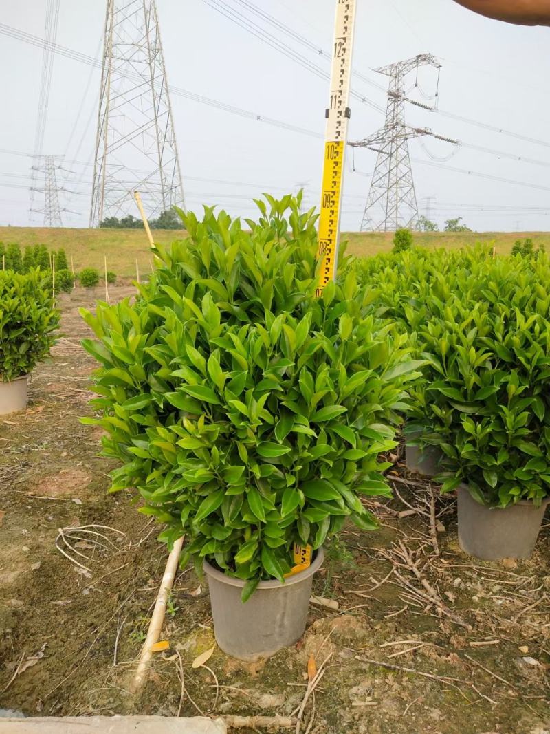非洲茉莉