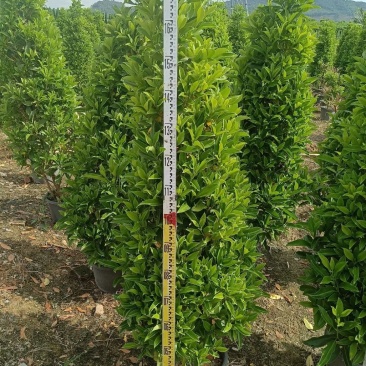 非洲茉莉