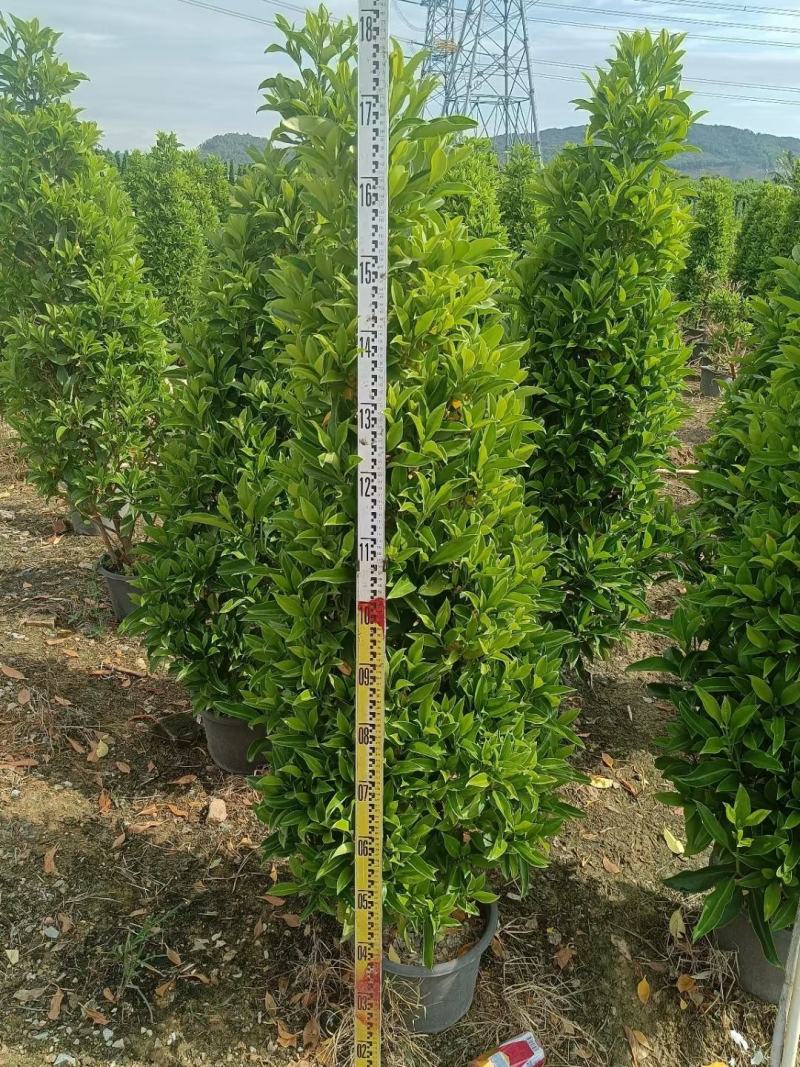 非洲茉莉