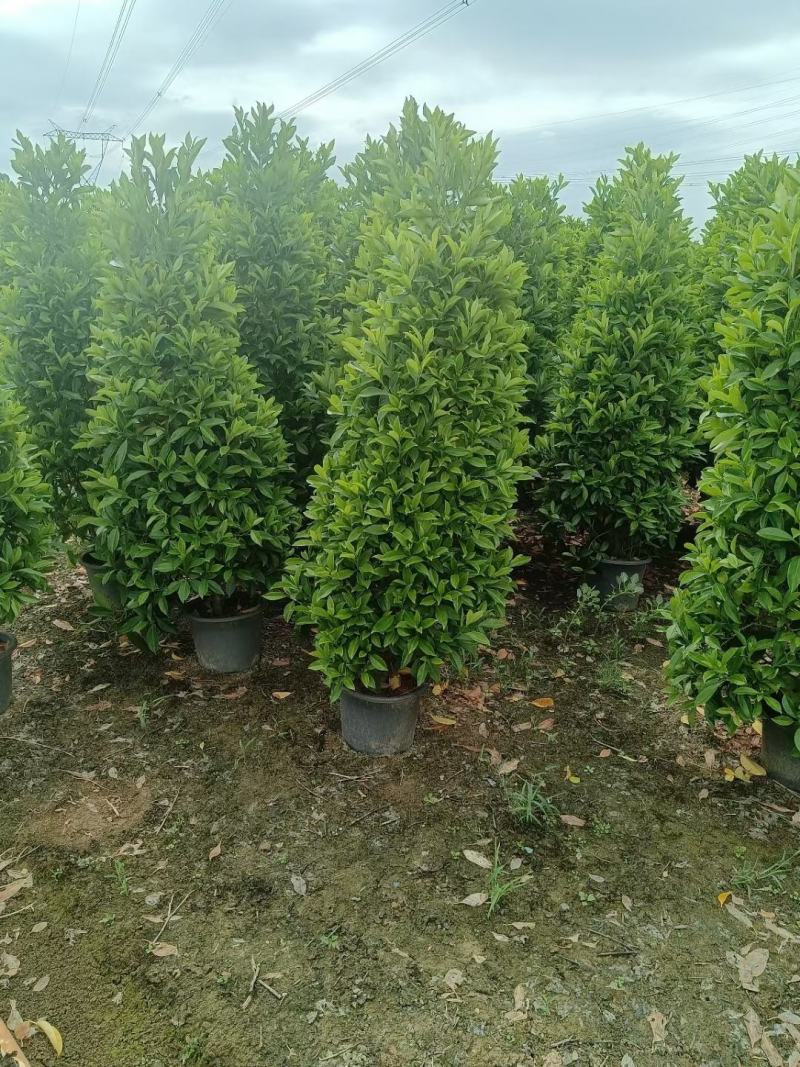 非洲茉莉