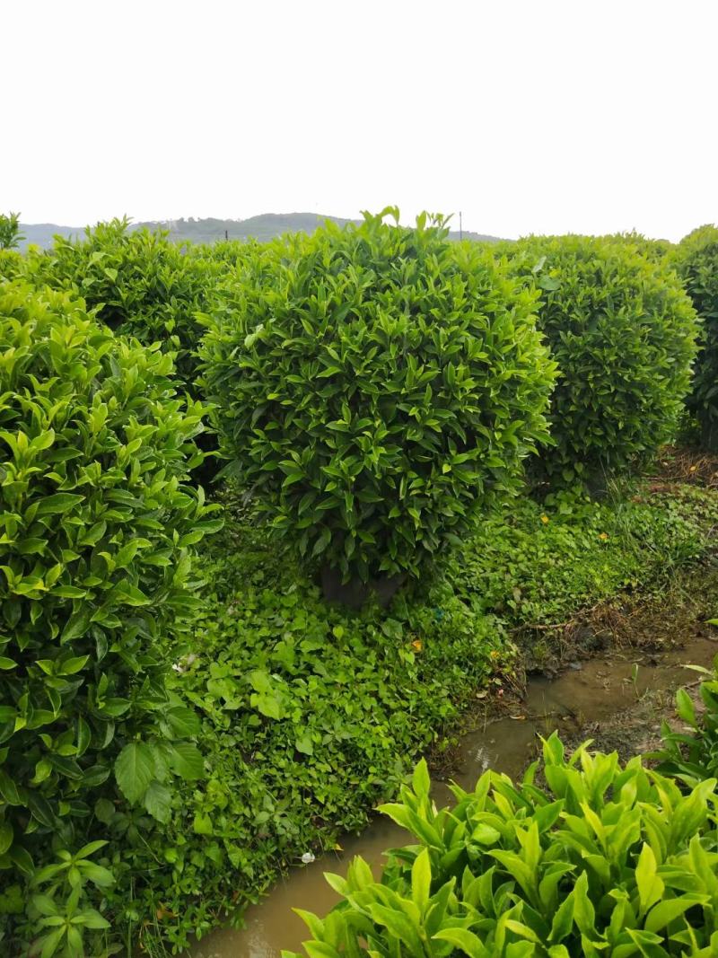 非洲茉莉