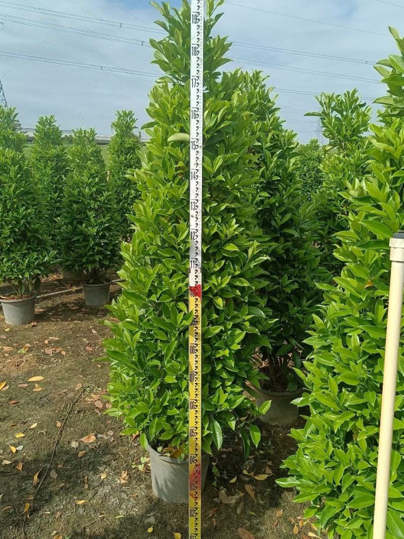 非洲茉莉