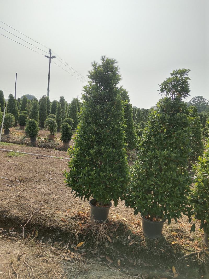 非洲茉莉
