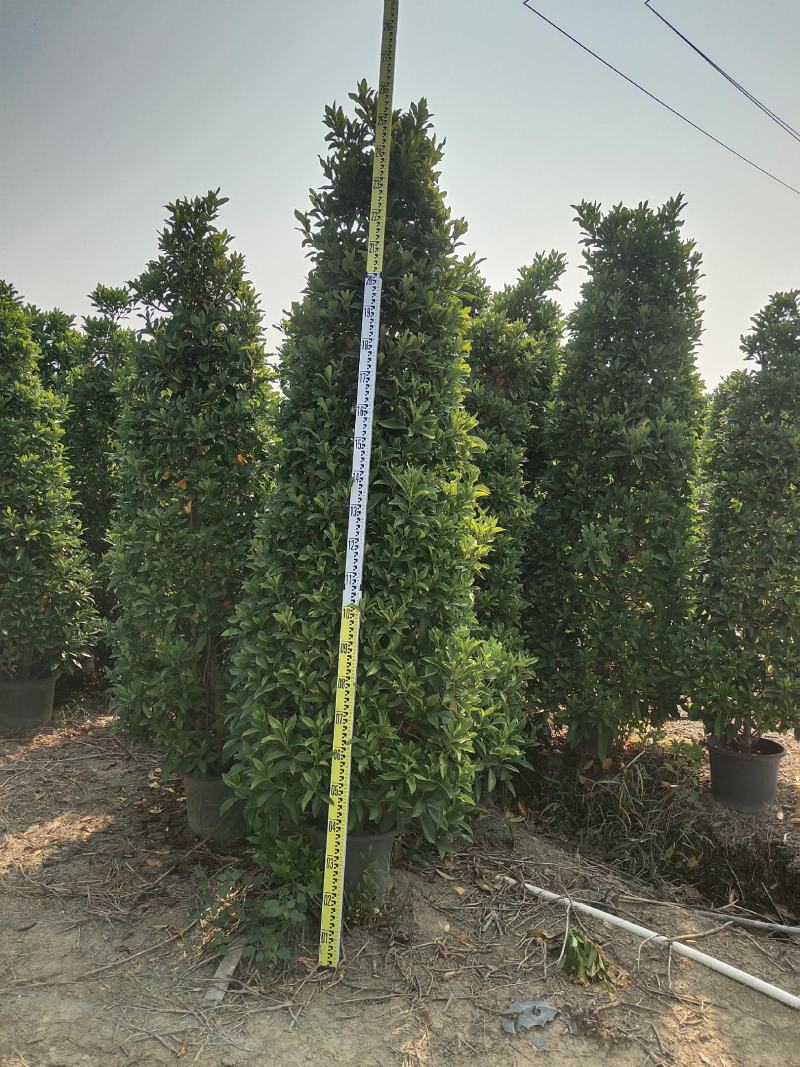 非洲茉莉
