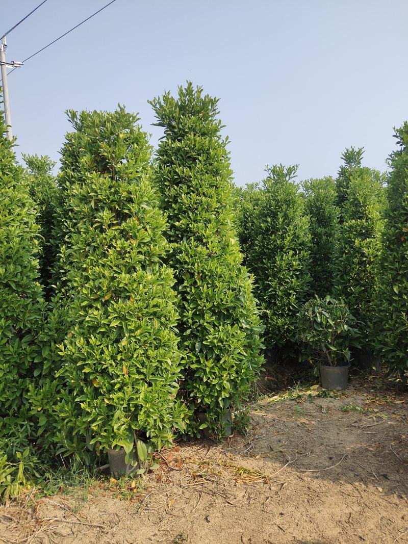 非洲茉莉
