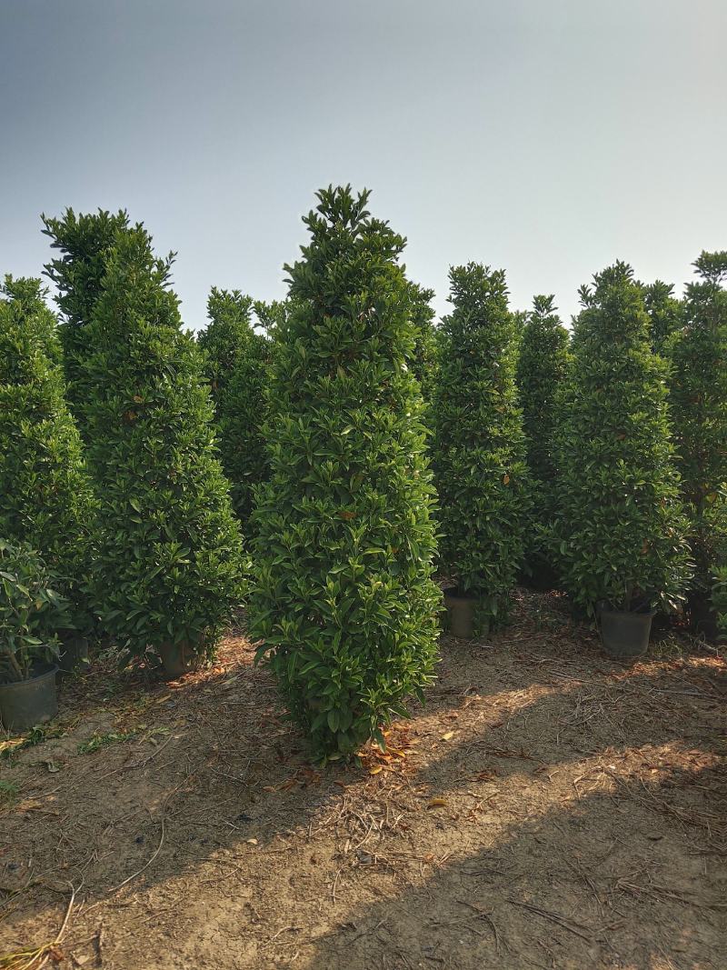 非洲茉莉