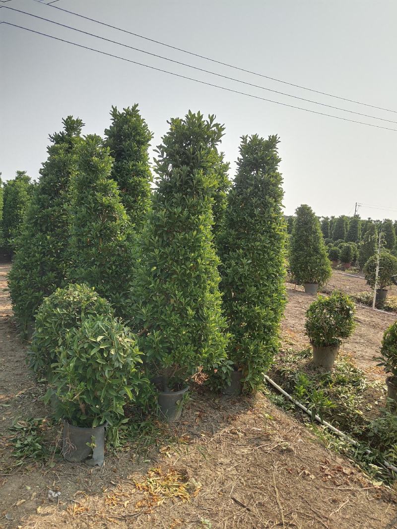 非洲茉莉