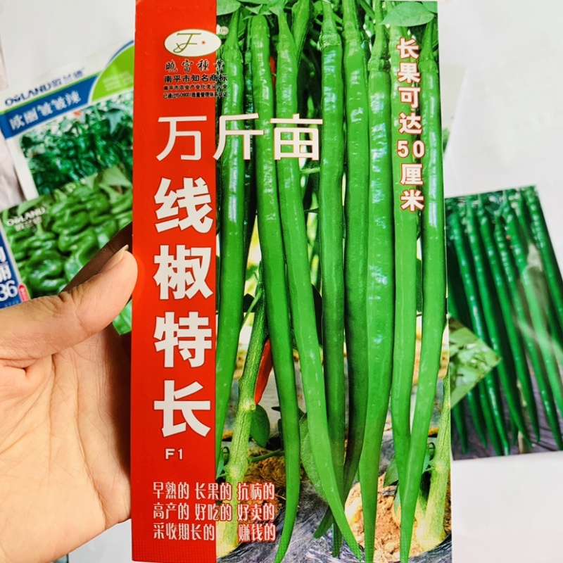 晓富万斤亩线椒特长线椒种子早熟高产采收期长绿色条椒种子