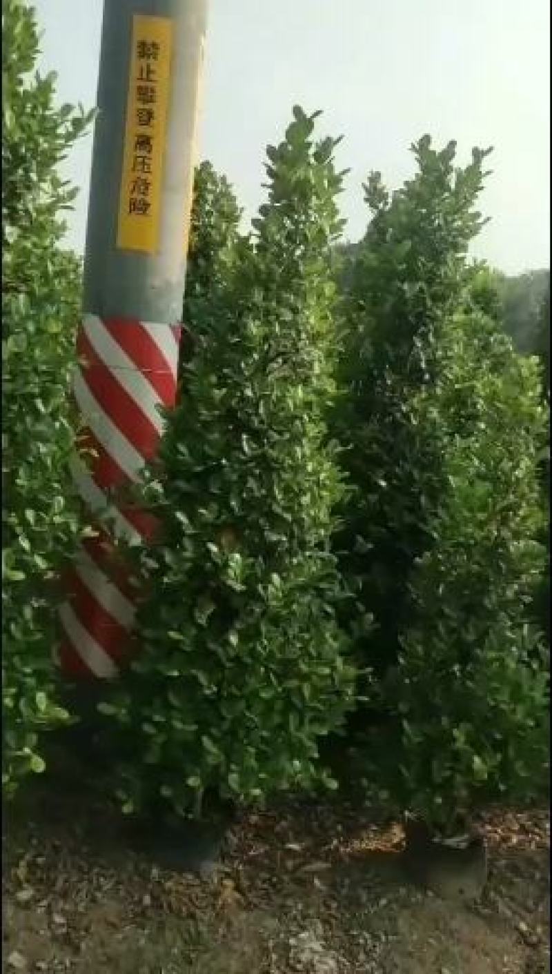 广东金钱榕小叶榕自有基地批发原土发货技术指导各种规格