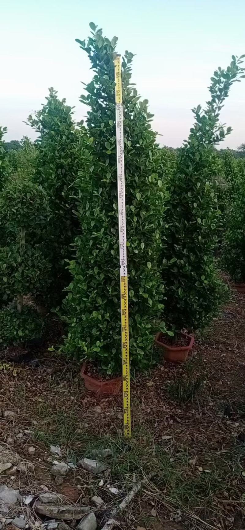 广东金钱榕小叶榕自有基地批发原土发货技术指导各种规格