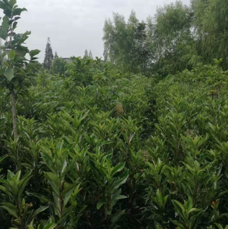 法国冬青，别名珊瑚树，是园林绿化的常见树种。