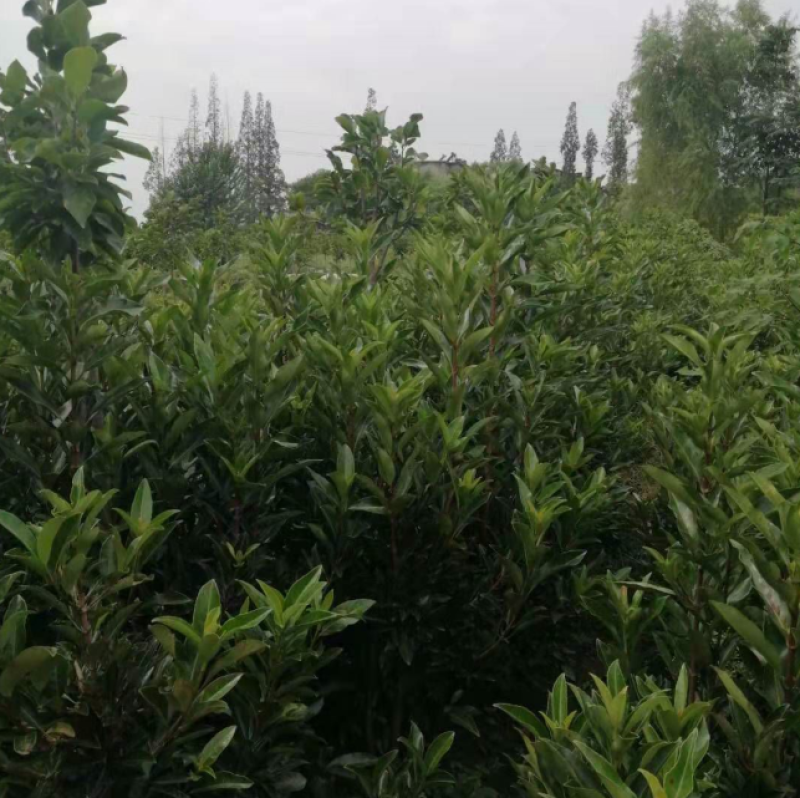 法国冬青，别名珊瑚树，是园林绿化的常见树种。